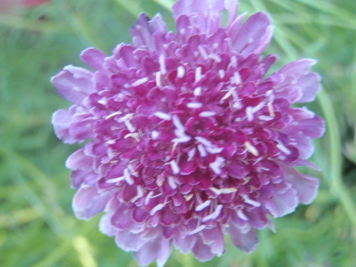 Purple Pincushion Flower Seeds-EZ to Grow-**Butterflies, Bees & Birds**