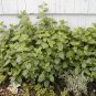 Heirloom Lemon Balm Seeds **Highly Scented** Repels Pests!