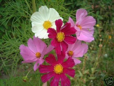 Cosmos Seeds-Mixed Color Sensation-Heat Tolerant!