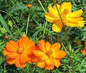 Cosmos Seeds-Bright Lights Mixed-Showy Early Blooms!