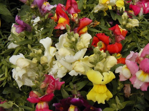 Snapdragon Seeds-Northern Lights! Great Cut Flower!