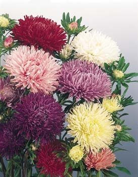 Aster Seeds- Powder Puff Mixed Colors-Cut Flowers! SOLD OUT