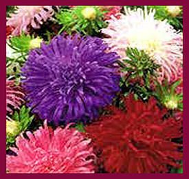 Aster Seeds-Crego Mixed- Beautiful Cut Flower! Long Bloom Season SOLD OUT