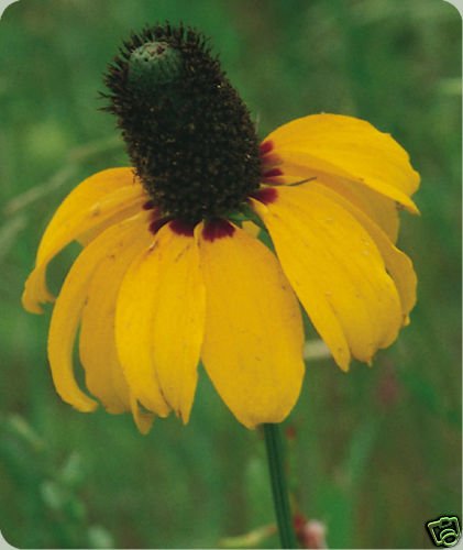 Clasping Leaf Coneflower Seeds **Likes it HOT!**Cut Flower**