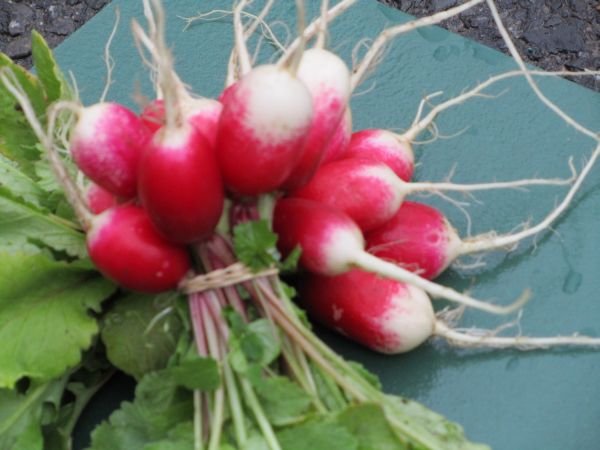 French Breakfast Radish Seeds**Organic**Heirloom**