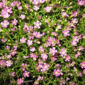 **RED** Baby's Breath Seeds**Cut Flowers**Floral Arrangements**Weddings**SOLD OUT**