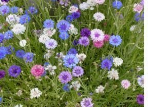 Bachelor Buttons Seeds**Mixed Colors**SUPER EZ to Grow!