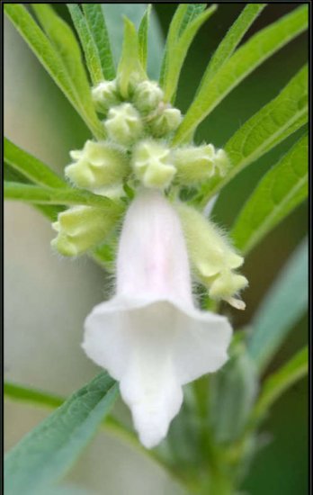 Sesame Flower Seeds **Cream & Light Pink** Eat the Seeds!