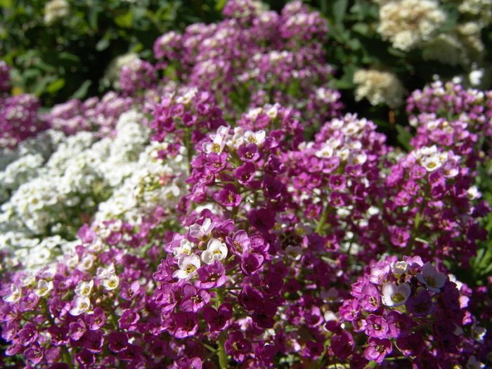 Alyssum,Seeds Royal Purple Carpet **Containers**Rock Gardens**Walkways**