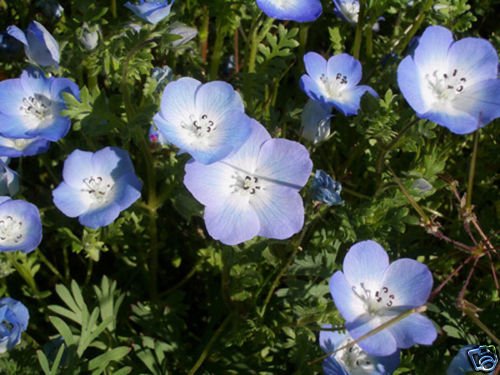 Baby Blue Eyes Seeds**Loves Shade**Containers**Under Trees**