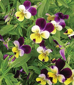 Johnny Jump-Up Viola Tricolor Seeds **Pansy Face**Heirloom Viola**