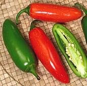 Jalapeno Hot Pepper Seeds **Organic**