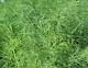 Dill Bouquet Seeds**Organic**Pest Control**