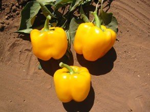 Golden Calwonder Sweet Pepper Seeds