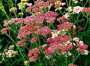 Yarrow Cerise Seeds**Bees, Butterflies, Birds**SOLD OUT**
