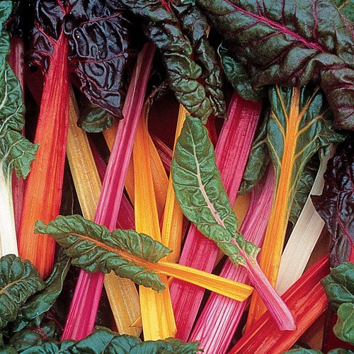 Swiss Chard Seeds**Bright Lights**EZ to Grow**SOLD OUT