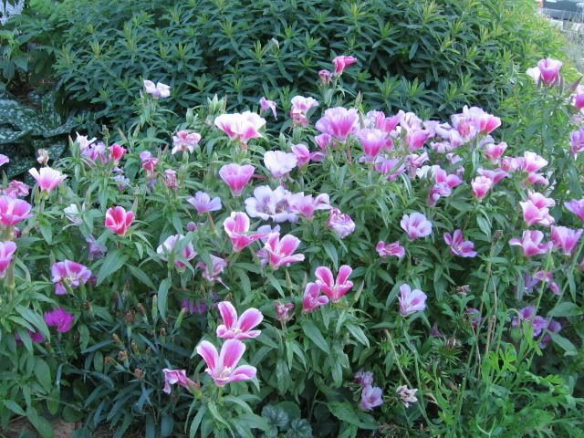 Mountain Garland Seeds **Flourscent Pink, Red, Rose,Red, Lavender