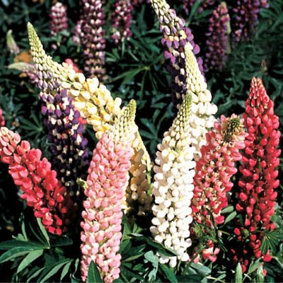Lupine Perinnial Wildflower Seeds **Cottage FAVORITE**SOLD OUT