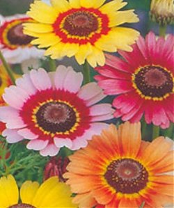 Painted Daisy Seeds **Tri Color**Bees**Birds**Butterflies**