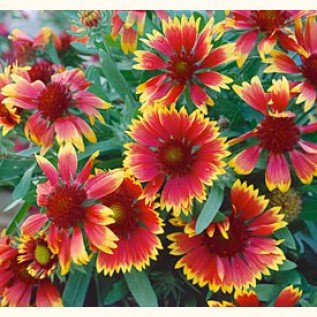 Indian Blanket Seeds **Cut Flower**Loves Sun**Drought Resistant**