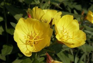 Evening Primrose Seeds **SWEET Fragrance**