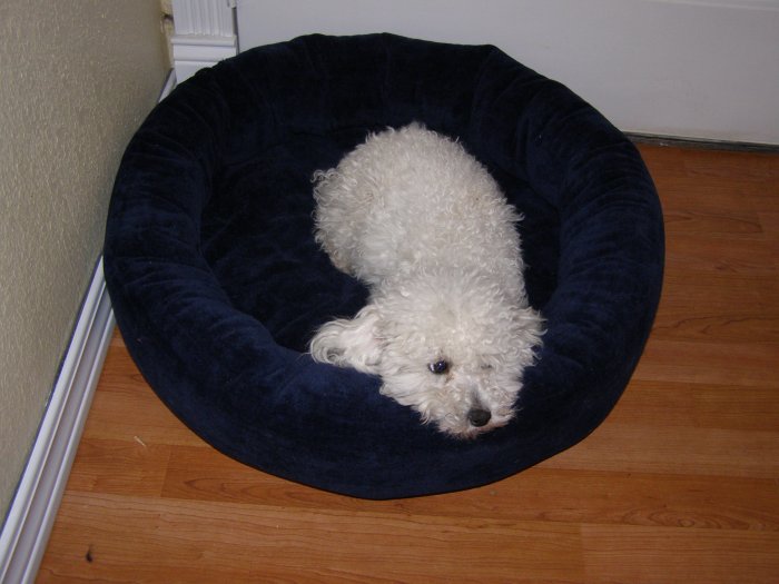Pet Bed