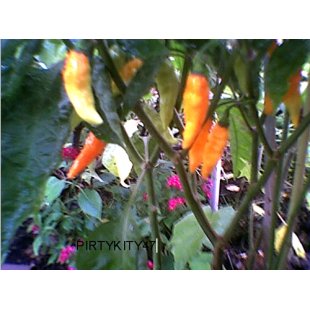 DATIL HEIRLOOM HOT PEPPER Seed** RARE **