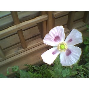 HEIRLOOM POPPY (300) SEEDS
