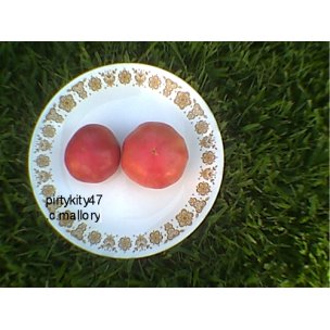 MORTGAGE LIFTER HEIRLOOM TOMATO ( 20) SEEDS