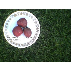 PURPLE RUSSIAN HEIRLOOM TOMATO SEEDS (20) VEGETABLE