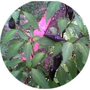 HUNGARIAN BLACK HEIRLOOM**HOT** PEPPER SEEDS ( 20)