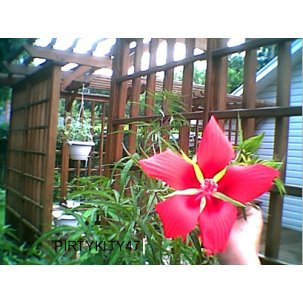 PERENNIAL TEXAS RED STAR HIBISCUS ( 30) SEEDS