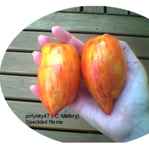 SPECKLED ROMA HEIRLOOM TOMATO SEEDS (20