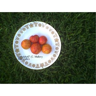 TOMATO RED ZEBRA HEIRLOOM TOMATO (20) SEEDS