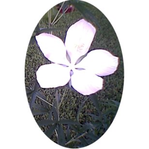 PERENNIAL TEXAS WHITE STAR HIBISCUS SEEDS