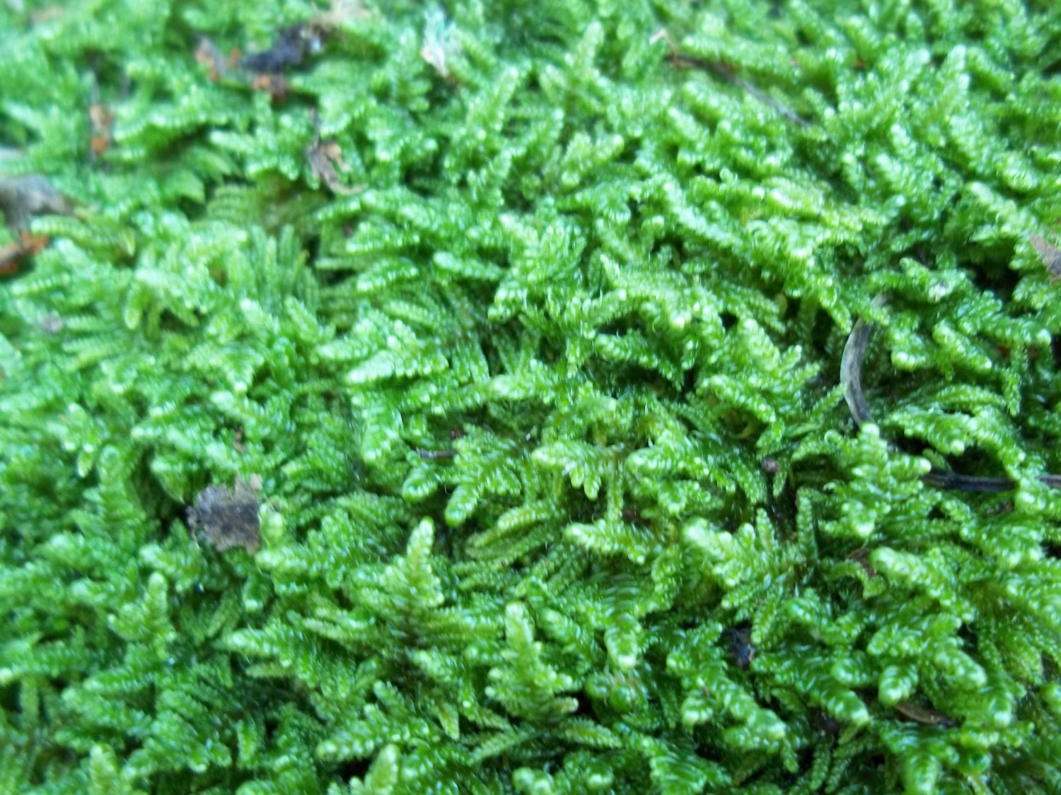 Live Sheet Moss - 1 Large Piece for Vivarium Craft