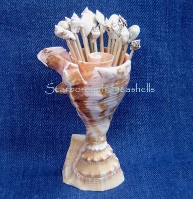 Lambis Shell Toothpick Holder with Toothpicks