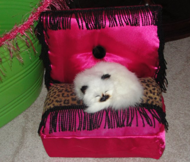 Teensie Tiddlie Winks, ***FREE SHIPPING!*** Pet Bed, Dog / Cat Bed