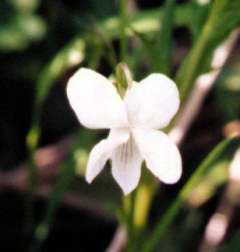 White Violet Plants.... Extremely Rare.…
