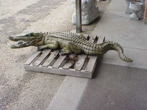 7 foot curled Tail Alligator w/open mouth