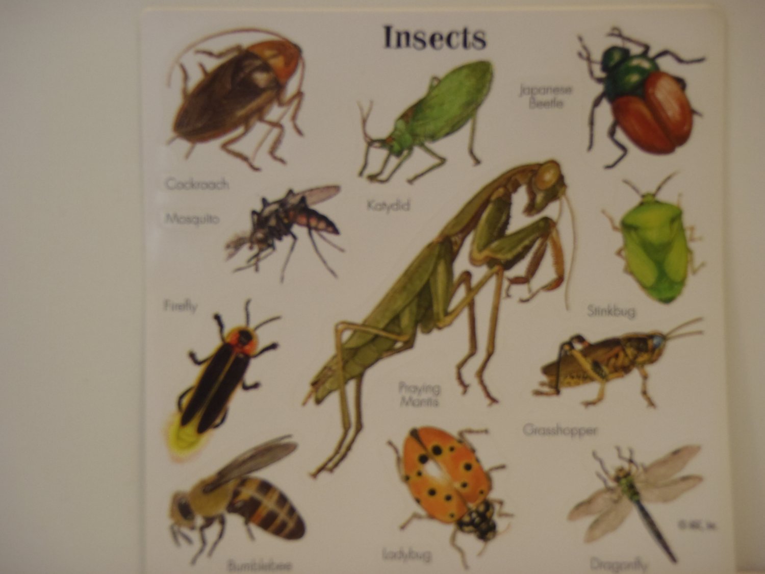 American Greetings "INSECTS" Scrapbook Craft Stickers