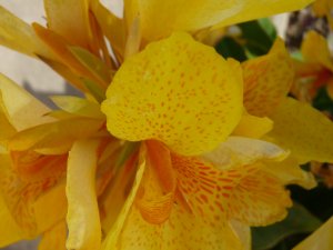 Canna Blooms .PDF