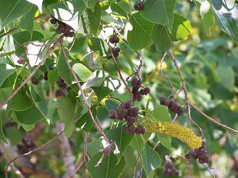 Chinese Tallow Popcorn Tree 8 Seeds Sapium Sebiferum