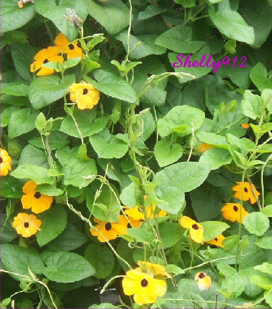 BlackEyed Susan Vine (Thunbergia alata) Fresh seeds! Easy to grow