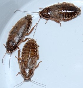 250 Lobster Roaches *Great Feeders!* FREE SHIPPING!