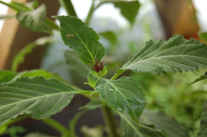 Salvia divinorum "Salvia"