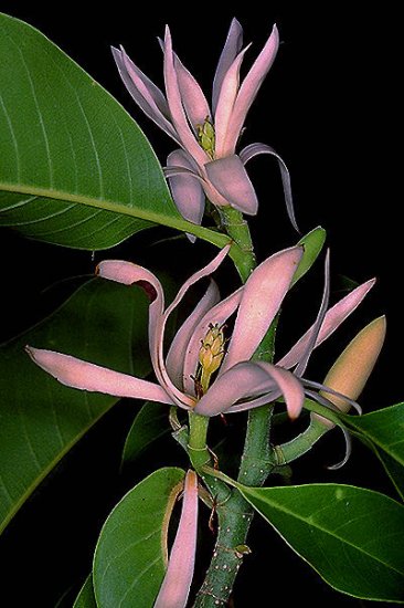CHAMPACA magnolia jazmine PERFUME PLANT TREE GARDEN LANDSCAPE SPRING FLOWER SEED home garden
