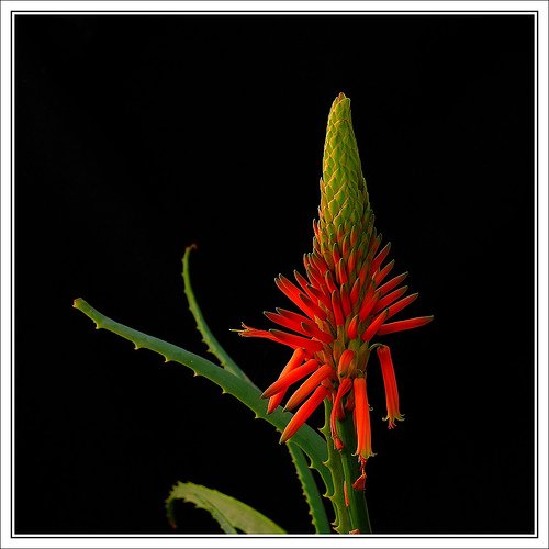 ALOE VERA PLANT GARDEN GARDENING SUMMER FUN home & garden
