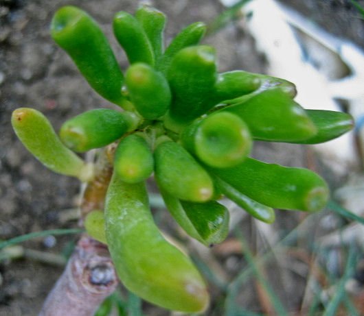 FRANKENSTEIN FINGER jade SUCCULENT CACTUS PLANT GARDEN SUMMER SEED HOME SUMMER DECOR