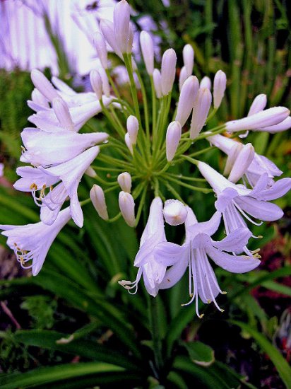 WHITE AGAPANTHUS lily of the nile BULB SEED PLANT GARDEN HOME GARDENING